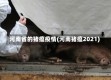 河南省的猪瘟疫情(河南猪瘟2021)