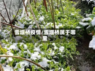雪堰桥疫情/雪堰桥属于哪里