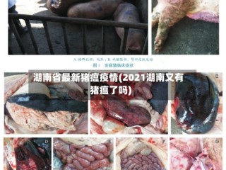湖南省最新猪瘟疫情(2021湖南又有猪瘟了吗)