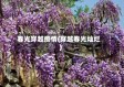 春光穿越疫情(穿越春光灿烂)