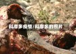 科摩多疫情/科摩多的照片