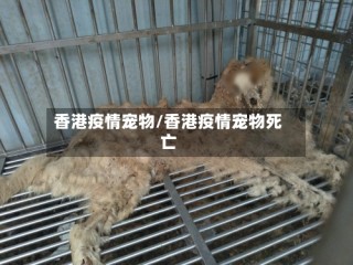 香港疫情宠物/香港疫情宠物死亡