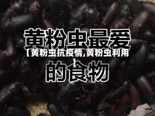 【黄粉虫抗疫情,黄粉虫利用】