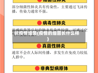抗疫情细菌(疫情的细菌长什么样)