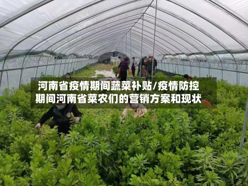 河南省疫情期间蔬菜补贴/疫情防控期间河南省菜农们的营销方案和现状-第1张图片