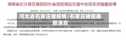 河北省石家庄猪疫情/石家庄猪瘟最新消息-第1张图片