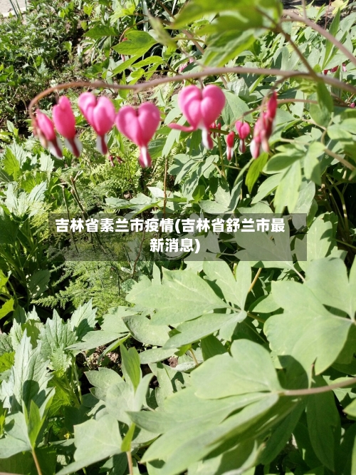 吉林省素兰市疫情(吉林省舒兰市最新消息)-第2张图片