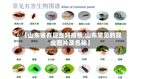 【山东省有昆虫吗疫情,山东常见的昆虫图片及名称】-第1张图片
