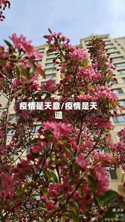 疫情是天意/疫情是天谴-第1张图片