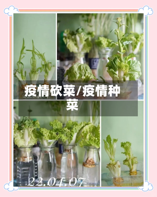 疫情砍菜/疫情种菜-第3张图片