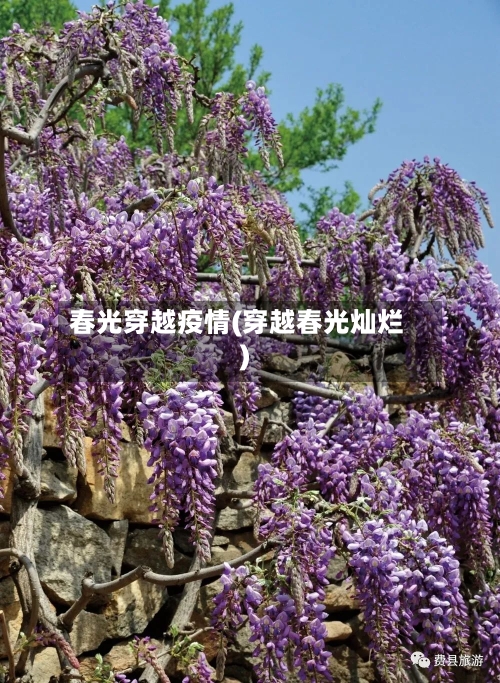 春光穿越疫情(穿越春光灿烂)-第1张图片