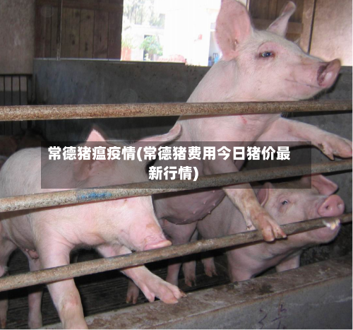 常德猪瘟疫情(常德猪费用今日猪价最新行情)-第1张图片