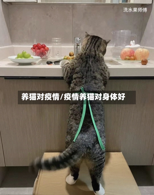 养猫对疫情/疫情养猫对身体好-第1张图片